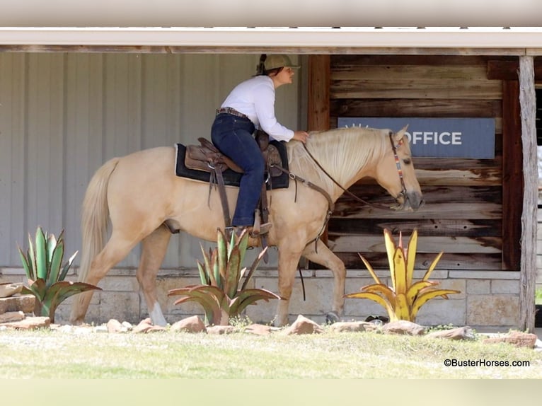 American Quarter Horse Ruin 8 Jaar 147 cm Palomino in Weatherford TX