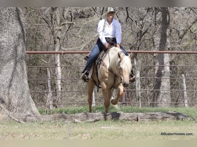 American Quarter Horse Ruin 8 Jaar 147 cm Palomino in Weatherford TX
