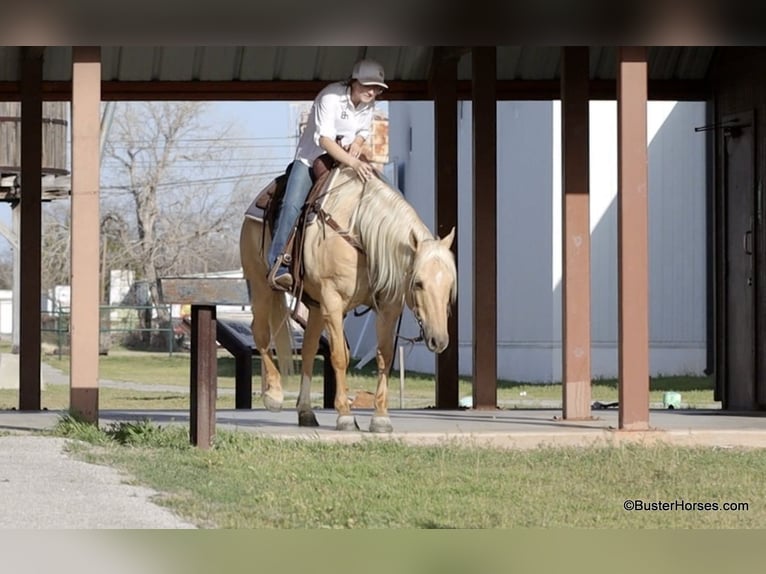 American Quarter Horse Ruin 8 Jaar 147 cm Palomino in Weatherford TX