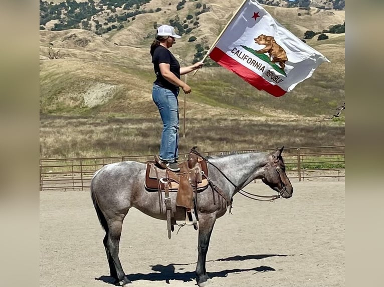 American Quarter Horse Ruin 8 Jaar 147 cm Roan-Bay in Bitterwater CA