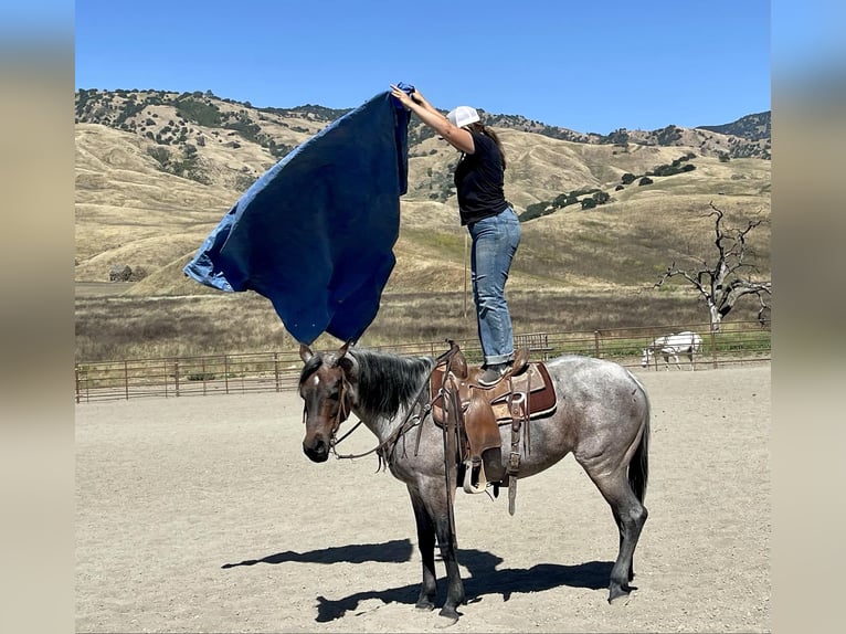 American Quarter Horse Ruin 8 Jaar 147 cm Roan-Bay in Bitterwater CA