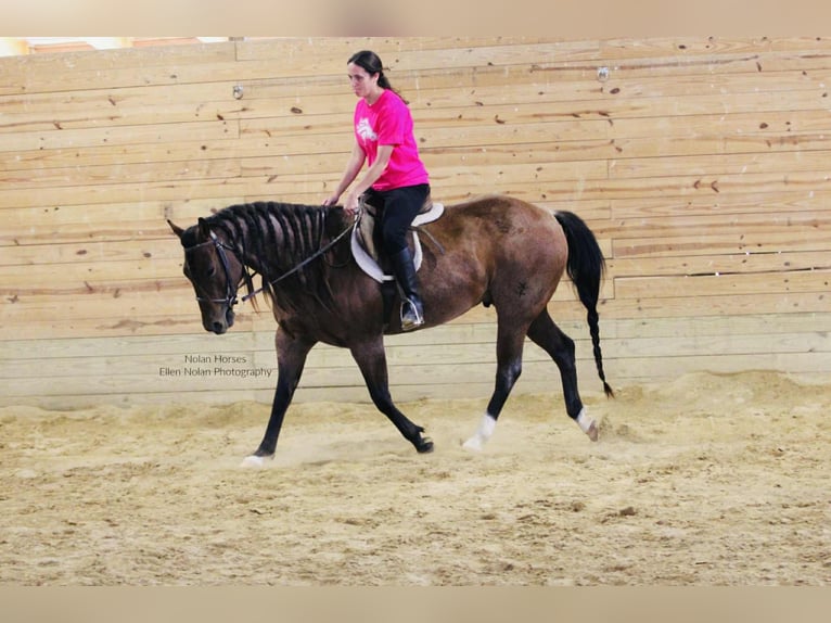 American Quarter Horse Ruin 8 Jaar 147 cm Roan-Red in Peosta