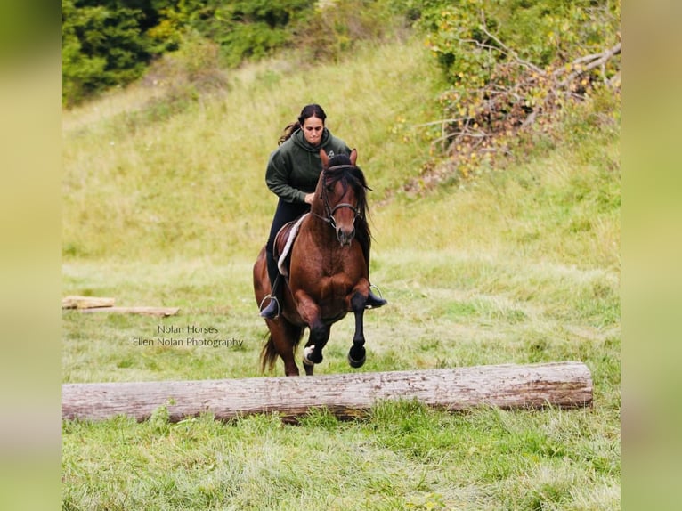 American Quarter Horse Ruin 8 Jaar 147 cm Roan-Red in Peosta
