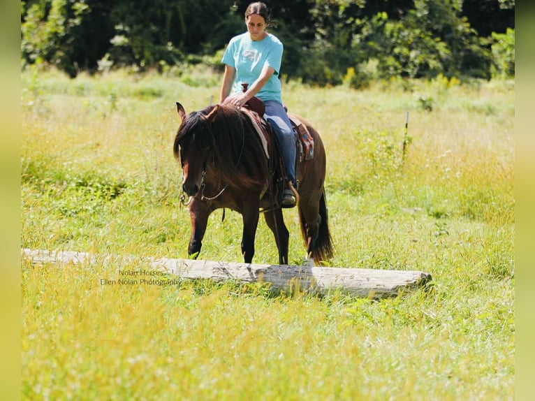 American Quarter Horse Ruin 8 Jaar 147 cm Roan-Red in Peosta