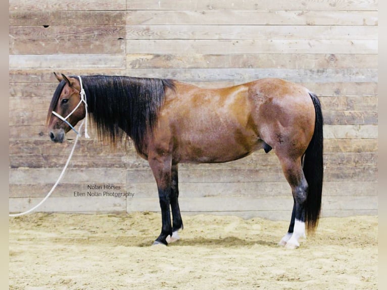American Quarter Horse Ruin 8 Jaar 147 cm Roan-Red in Peosta