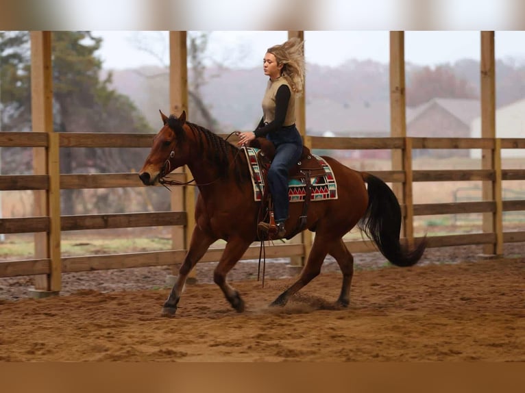 American Quarter Horse Ruin 8 Jaar 147 cm Roodbruin in Quitman