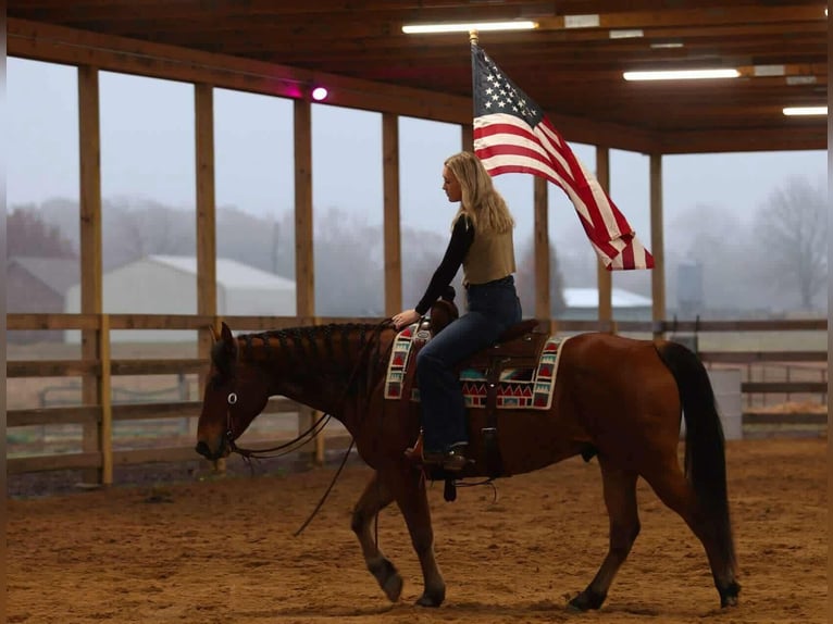 American Quarter Horse Ruin 8 Jaar 147 cm Roodbruin in Quitman