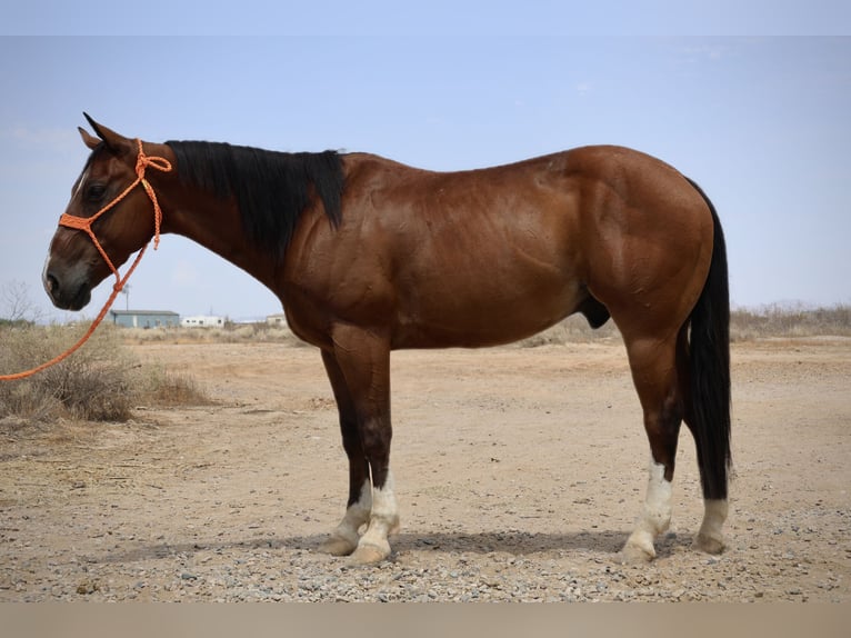 American Quarter Horse Ruin 8 Jaar 147 cm Roodbruin in Tonopah