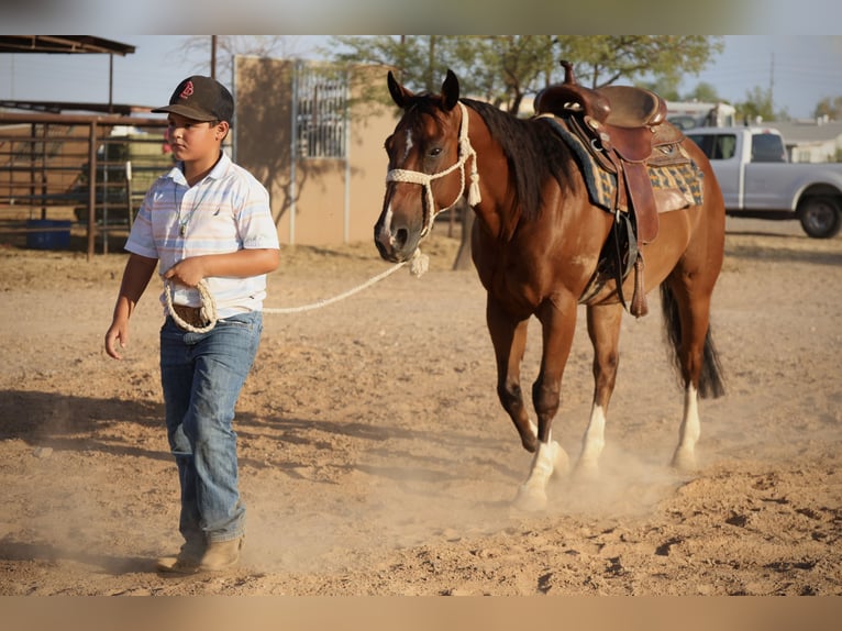 American Quarter Horse Ruin 8 Jaar 147 cm Roodbruin in Tonopah