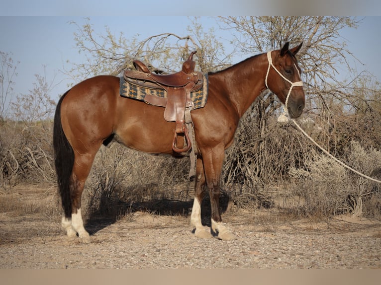 American Quarter Horse Ruin 8 Jaar 147 cm Roodbruin in Tonopah