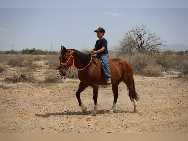 American Quarter Horse Ruin 8 Jaar 147 cm Roodbruin in Tonopah