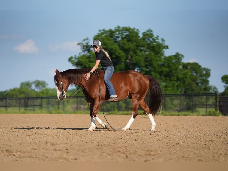 American Quarter Horse Ruin 8 Jaar 147 cm Roodvos in Pilot Point