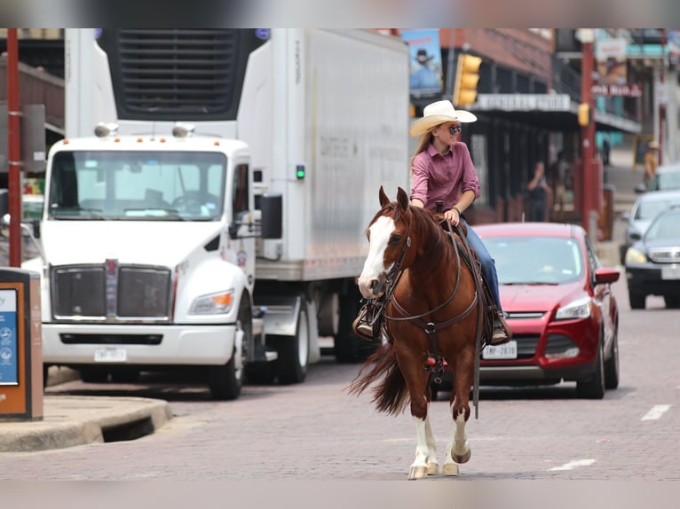 American Quarter Horse Ruin 8 Jaar 147 cm Roodvos in Pilot Point