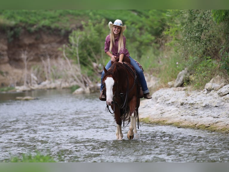 American Quarter Horse Ruin 8 Jaar 147 cm Roodvos in Pilot Point