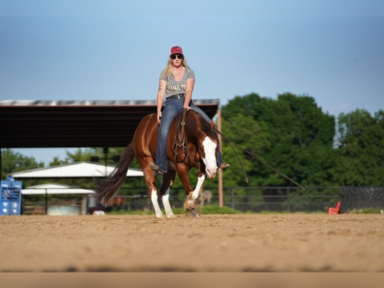 American Quarter Horse Ruin 8 Jaar 147 cm Roodvos in Pilot Point