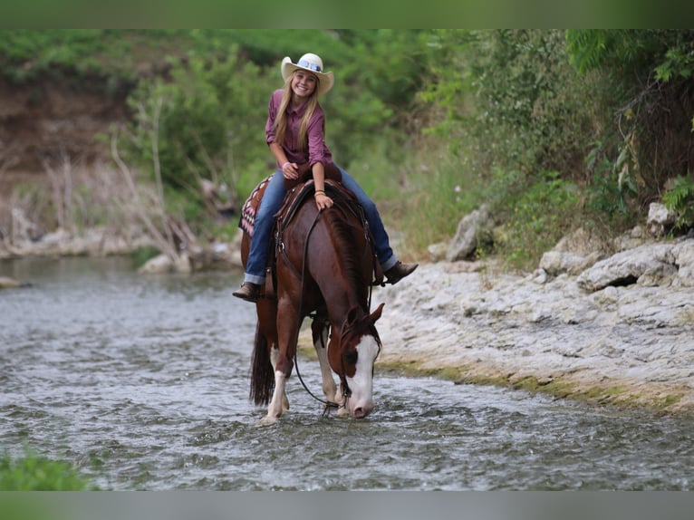 American Quarter Horse Ruin 8 Jaar 147 cm Roodvos in Pilot Point