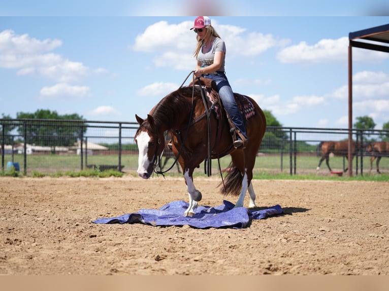 American Quarter Horse Ruin 8 Jaar 147 cm Roodvos in Pilot Point