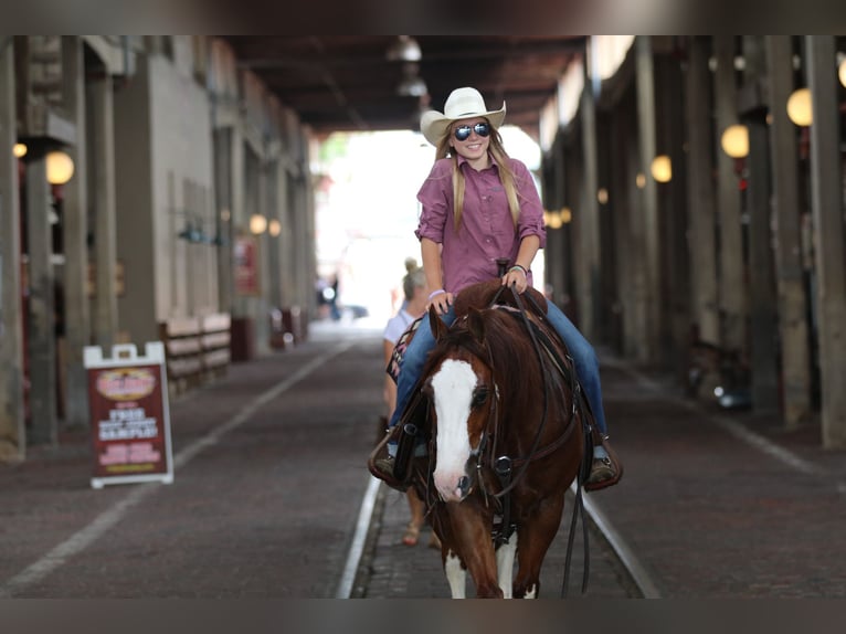 American Quarter Horse Ruin 8 Jaar 147 cm Roodvos in Pilot Point