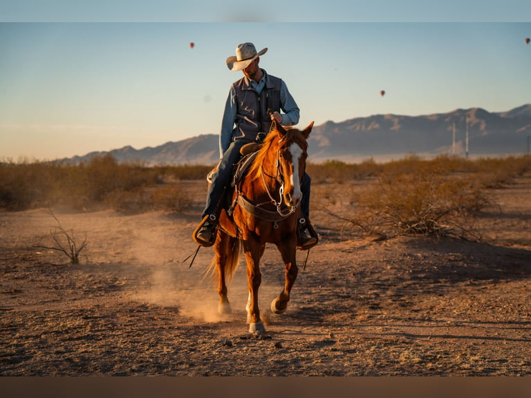 American Quarter Horse Ruin 8 Jaar 147 cm Roodvos in Wittmann, AZ