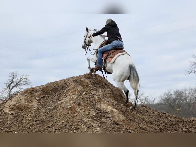 American Quarter Horse Ruin 8 Jaar 147 cm Schimmel in Whitesboro, TX