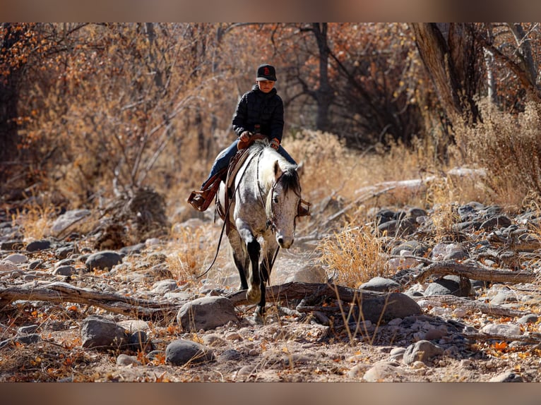 American Quarter Horse Ruin 8 Jaar 147 cm Schimmel in Camp Verde,, AZ