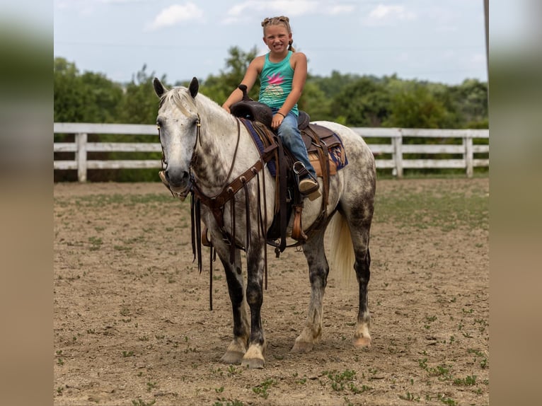 American Quarter Horse Ruin 8 Jaar 147 cm Schimmel in Ewing Ky