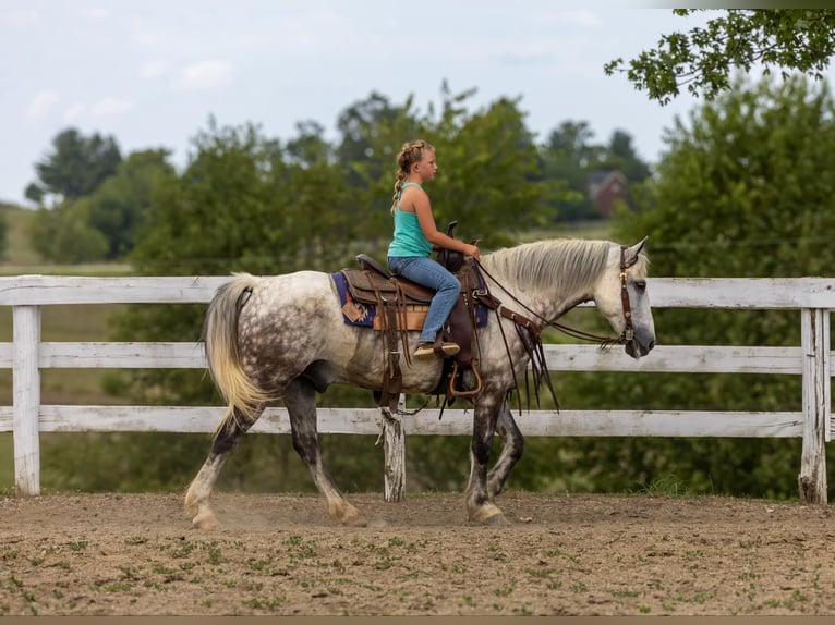 American Quarter Horse Ruin 8 Jaar 147 cm Schimmel in Ewing Ky