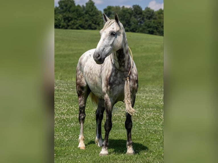 American Quarter Horse Ruin 8 Jaar 147 cm Schimmel in Ewing Ky