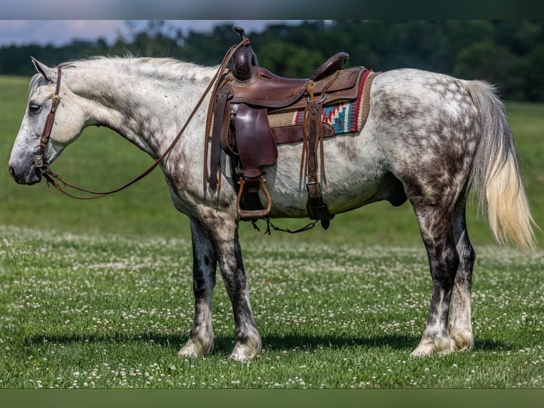 American Quarter Horse Ruin 8 Jaar 147 cm Schimmel in Ewing Ky