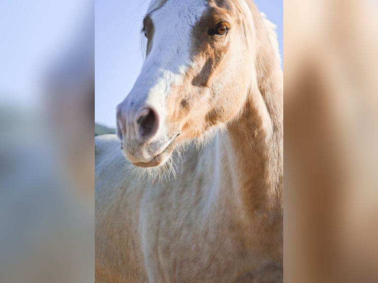 American Quarter Horse Ruin 8 Jaar 149 cm Palomino in Alcoi/Alcoy