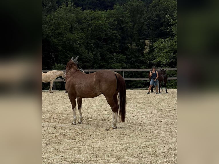 American Quarter Horse Ruin 8 Jaar 149 cm Vos in Dierkrich