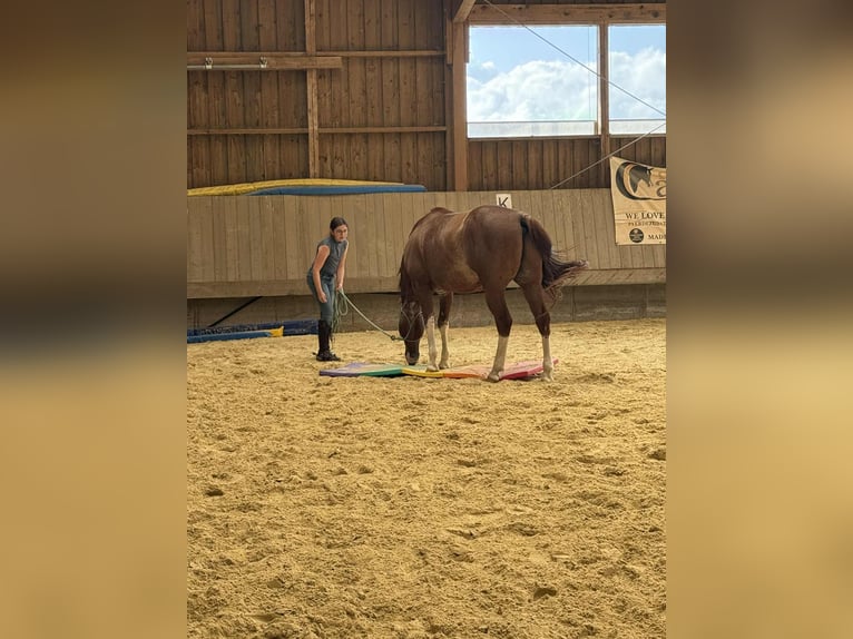 American Quarter Horse Ruin 8 Jaar 149 cm Vos in Dierkrich