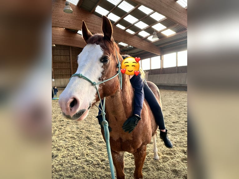 American Quarter Horse Ruin 8 Jaar 149 cm Vos in Diekrich