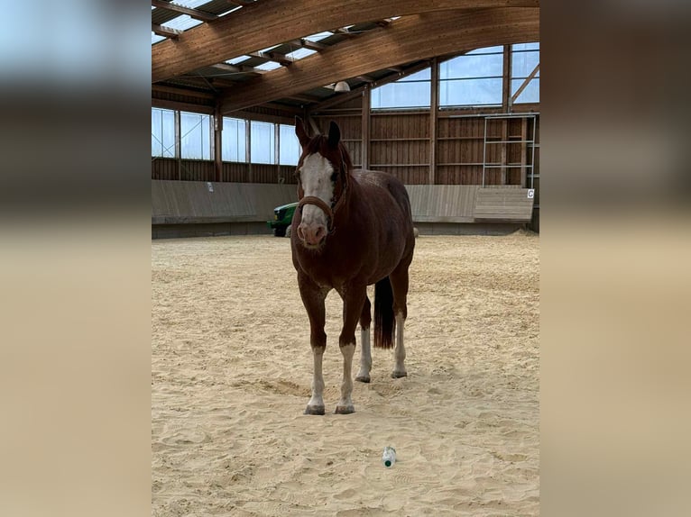 American Quarter Horse Ruin 8 Jaar 149 cm Vos in Diekrich