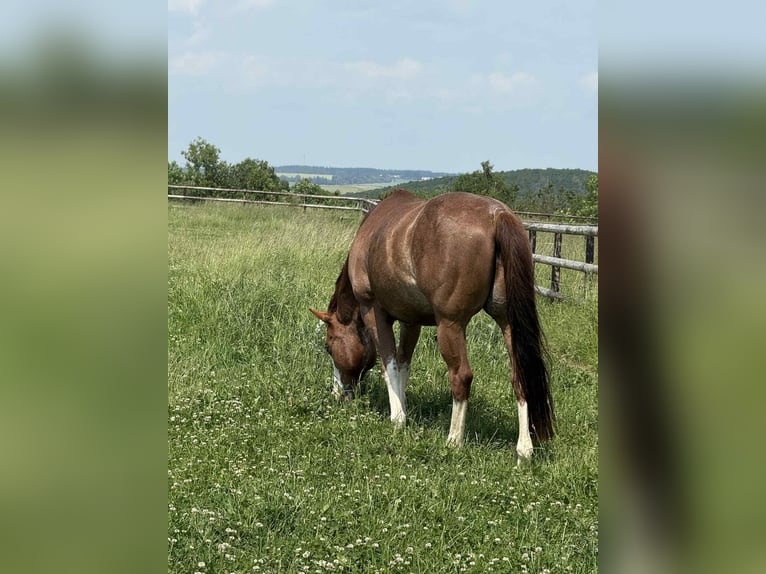American Quarter Horse Ruin 8 Jaar 149 cm Vos in Diekrich