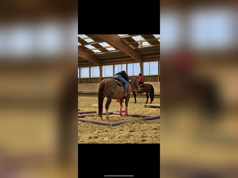 American Quarter Horse Ruin 8 Jaar 149 cm Vos in Diekrich