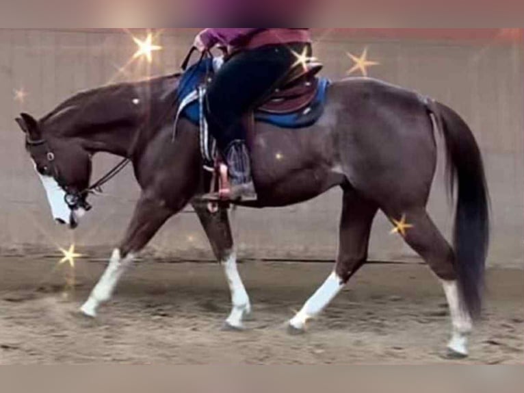 American Quarter Horse Ruin 8 Jaar 149 cm Vos in Diekrich