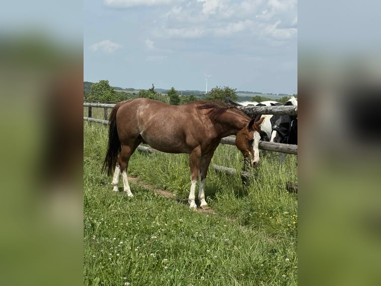 American Quarter Horse Ruin 8 Jaar 149 cm Vos in Diekrich