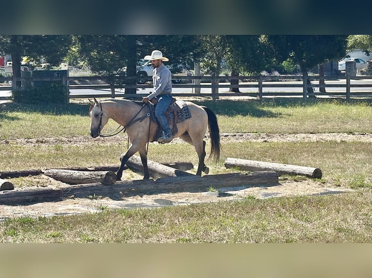 American Quarter Horse Ruin 8 Jaar 150 cm Buckskin in Tres Pinos
