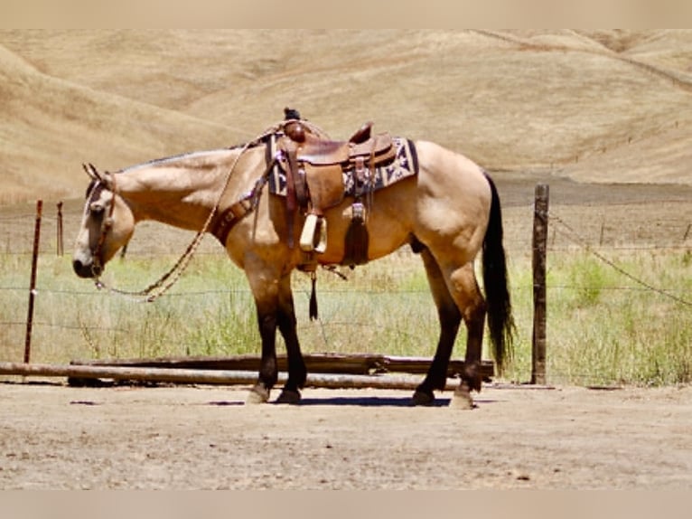American Quarter Horse Ruin 8 Jaar 150 cm Buckskin in Tres Pinos