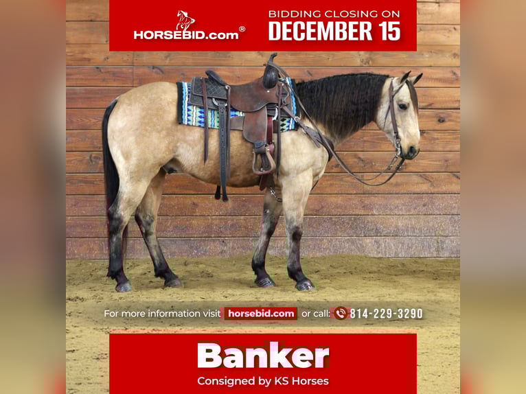 American Quarter Horse Ruin 8 Jaar 150 cm Buckskin in Clarion