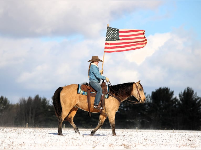 American Quarter Horse Ruin 8 Jaar 150 cm Buckskin in Clarion