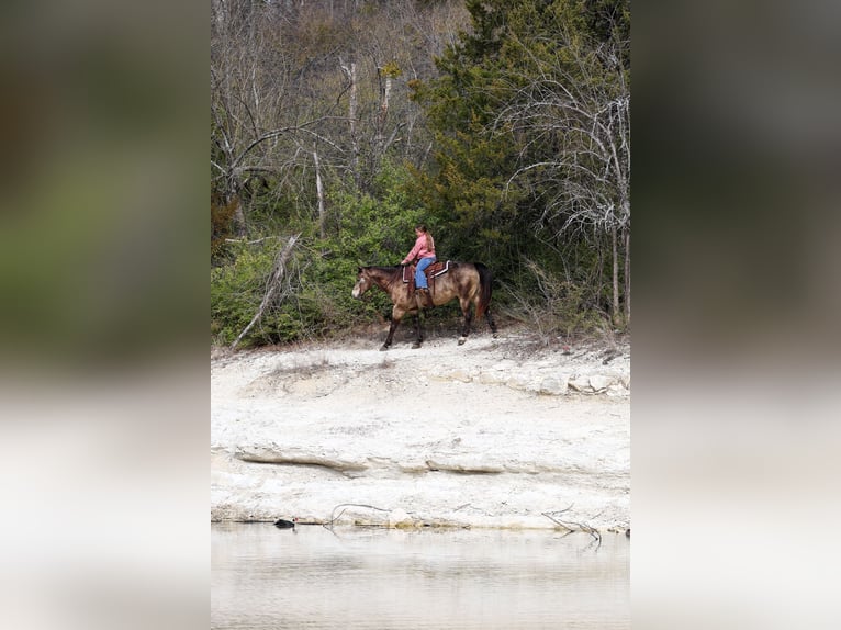 American Quarter Horse Ruin 8 Jaar 150 cm Buckskin in Forney