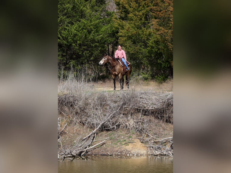 American Quarter Horse Ruin 8 Jaar 150 cm Buckskin in Forney