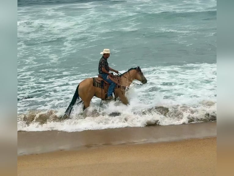 American Quarter Horse Ruin 8 Jaar 150 cm Buckskin in Paicines CA