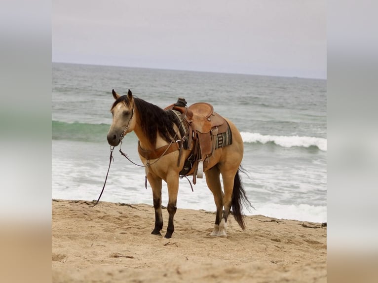 American Quarter Horse Ruin 8 Jaar 150 cm Buckskin in Paicines CA