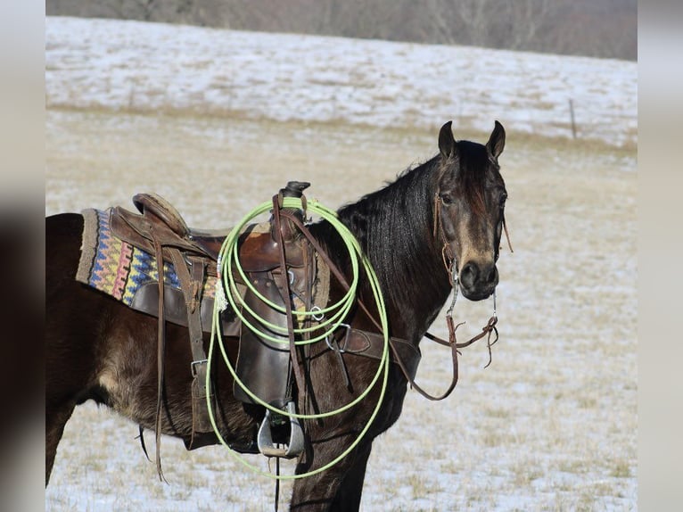 American Quarter Horse Ruin 8 Jaar 150 cm Buckskin in Tompkinsville KY