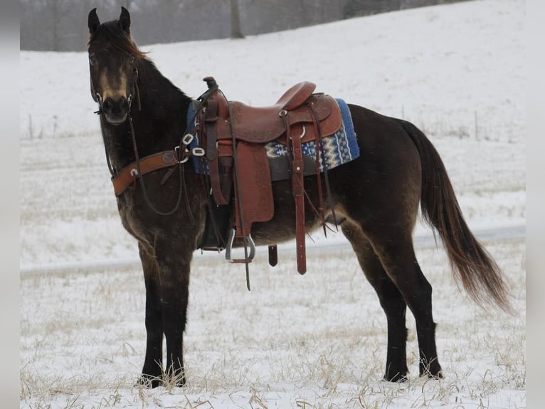 American Quarter Horse Ruin 8 Jaar 150 cm Buckskin in Tompkinsville KY