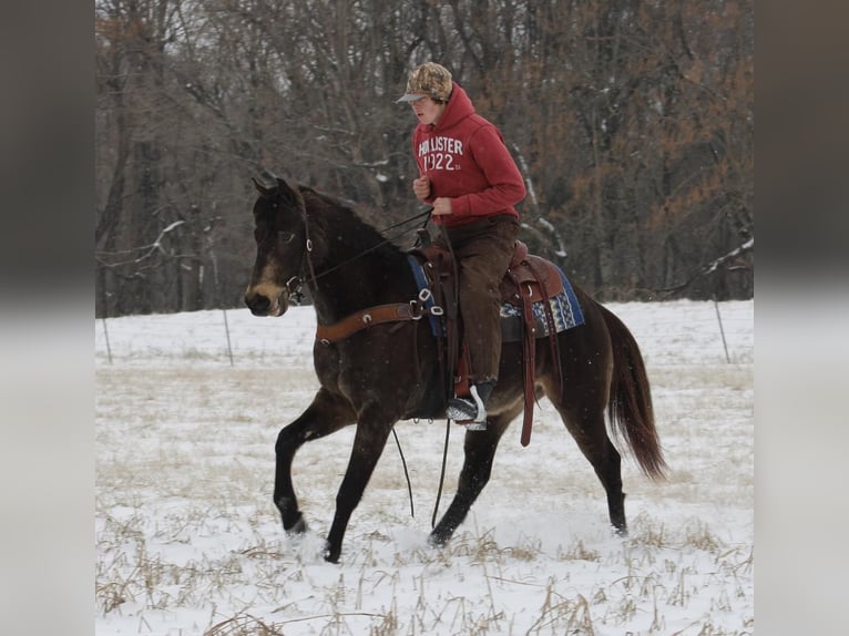 American Quarter Horse Ruin 8 Jaar 150 cm Buckskin in Tompkinsville KY