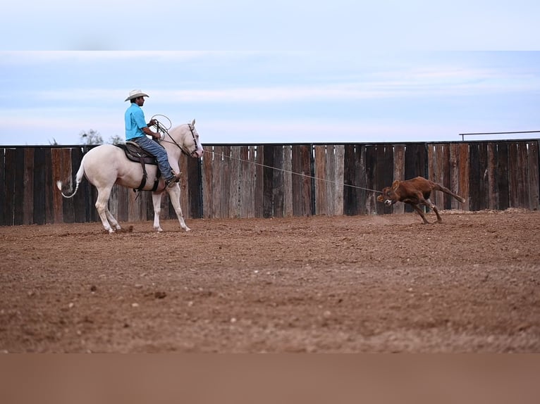 American Quarter Horse Ruin 8 Jaar 150 cm Cremello in Canyon, TX